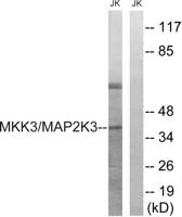 MEK-3 Polyclonal Antibody