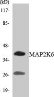 MEK-6 Polyclonal Antibody