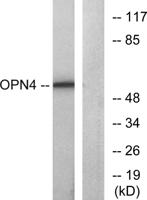 Melanopsin Polyclonal Antibody