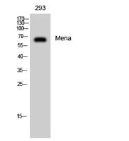 Mena Polyclonal Antibody