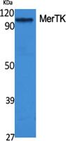 MerTK Polyclonal Antibody