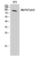 MerTK/Tyro3 Polyclonal Antibody