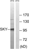 MerTK/Tyro3 Polyclonal Antibody