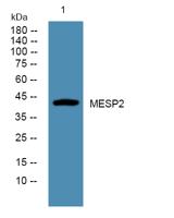 MESP2 Polyclonal Antibody