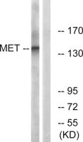 Met Polyclonal Antibody