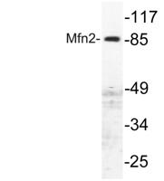 Mfn2 Polyclonal Antibody