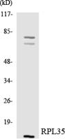 Ribosomal Protein L35 Polyclonal Antibody