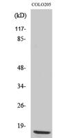 Ribosomal Protein L36 Polyclonal Antibody