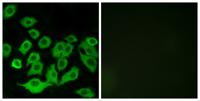 Ribosomal Protein L36 Polyclonal Antibody