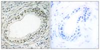 Ribosomal Protein L36 Polyclonal Antibody