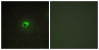 ACTR-IC Polyclonal Antibody