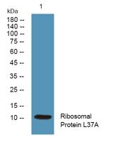 Ribosomal Protein L37A Polyclonal Antibody