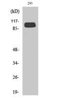 mGluR-4 Polyclonal Antibody