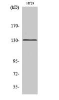 mGluR5 Polyclonal Antibody