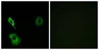 mGluR7 Polyclonal Antibody