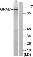 mGluR7 Polyclonal Antibody