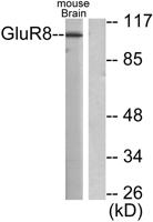 mGluR-8 Polyclonal Antibody