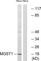 MGST1 Polyclonal Antibody