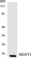 MGST1 Polyclonal Antibody