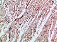 MIA Polyclonal Antibody