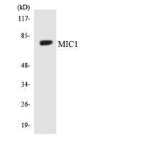 Mic-1 Polyclonal Antibody