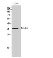 Mindin Polyclonal Antibody