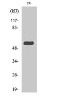 MIPP Polyclonal Antibody