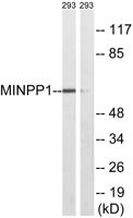 MIPP Polyclonal Antibody