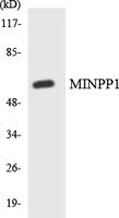 MIPP Polyclonal Antibody