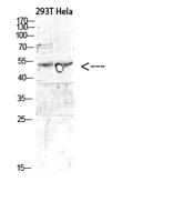 MITF Polyclonal Antibody