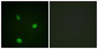 MITF Polyclonal Antibody