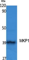 MKP-1 Polyclonal Antibody