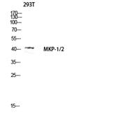 MKP-1/2 Polyclonal Antibody