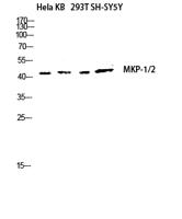 MKP-1/2 Polyclonal Antibody