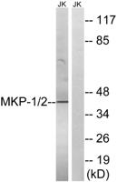 MKP-1/2 Polyclonal Antibody