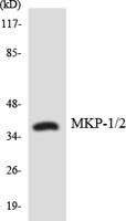 MKP-1/2 Polyclonal Antibody
