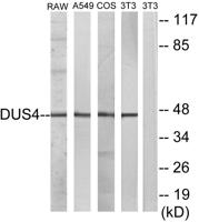 MKP-2 Polyclonal Antibody