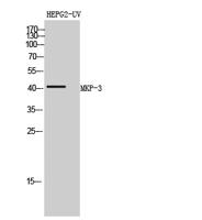 MKP-3 Polyclonal Antibody