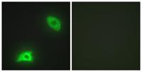 MKP-3 Polyclonal Antibody