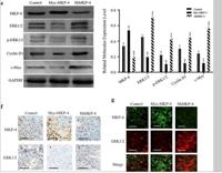 MKP-4 Polyclonal Antibody