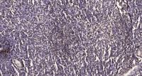 MKP-7 Polyclonal Antibody