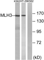 MLH3 Polyclonal Antibody