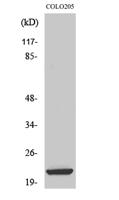 ML-IAP Polyclonal Antibody