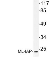 ML-IAP Polyclonal Antibody