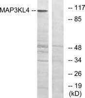 MLK4 Polyclonal Antibody