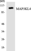 MLK4 Polyclonal Antibody