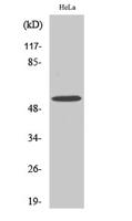 MLKL Polyclonal Antibody