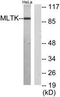 MLTK Polyclonal Antibody