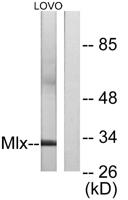 Mlx Polyclonal Antibody