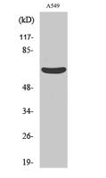 MMP-11 Polyclonal Antibody